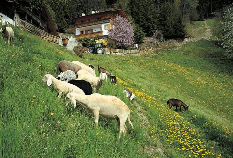 Hotel Gasthof Rastlhof Scena Esterno foto
